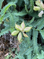 Astragalus nuttallii