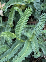 Astragalus nuttallii