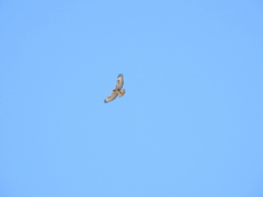 Buteo buteo insularum