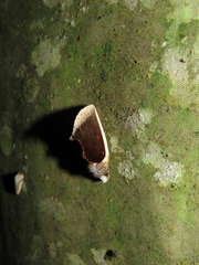 Gonodonta