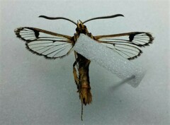 Synanthedon