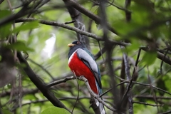 Trogon elegans