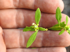 Monotaxis macrophylla