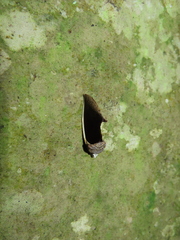 Gonodonta