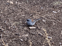 Junco hyemalis dorsalis