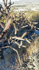 Cylindropuntia thurberi versicolor