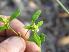 Monotaxis macrophylla