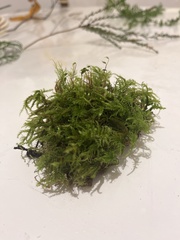 Pseudisothecium myosuroides