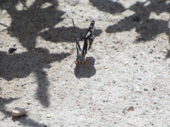 Chlosyne lacinia crocale