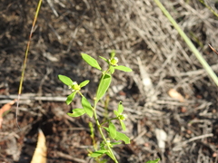 Monotaxis macrophylla