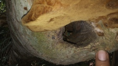 Ancistrocercus circumdatus