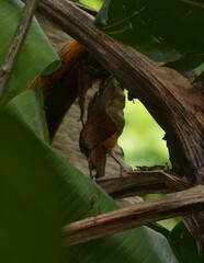 Cantorchilus longirostris
