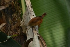 Cantorchilus longirostris