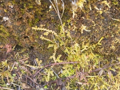 Selaginella douglasii
