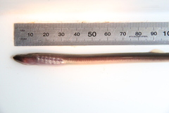 Mordacia praecox