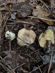 Suillus salmonicolor