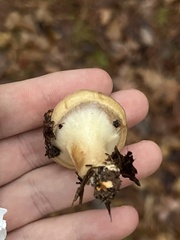Suillus salmonicolor