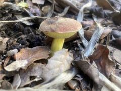 Xerocomellus dryophilus