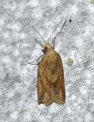 Clepsis coriacanus