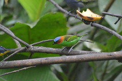 Tangara cyanocephala
