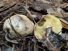 Suillus salmonicolor