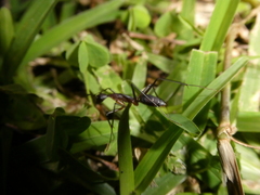 Camponotus etiolipes