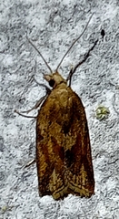 Clepsis coriacanus