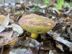 Xerocomellus dryophilus