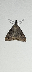Hypena obsitalis