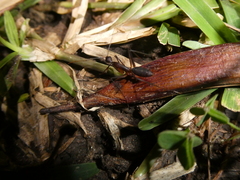 Camponotus etiolipes