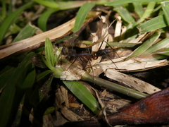 Camponotus etiolipes