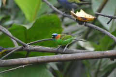 Tangara cyanocephala