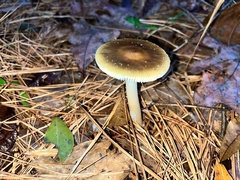 Amanita fulva