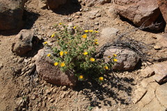 Berkheya spinosissima