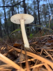 Amanita fulva