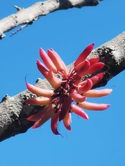 Geissois pruinosa