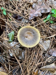 Amanita fulva