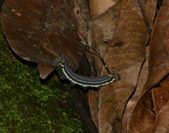 Isognathus allamandae