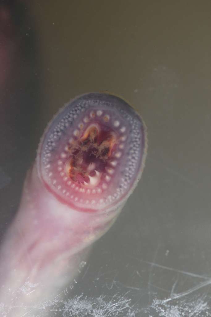 Australian Brook Lamprey