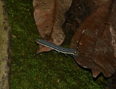 Isognathus allamandae