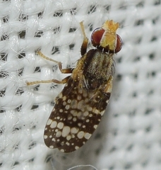 Campiglossa martii