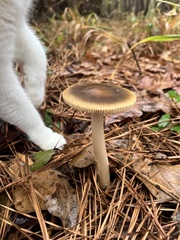 Amanita fulva