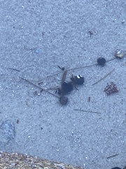 Pagurus hirsutiusculus