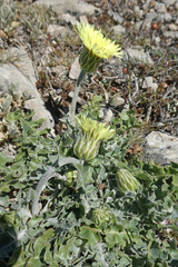 Crepis albida