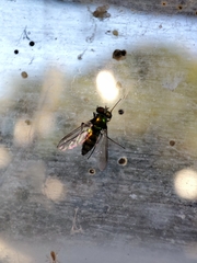 Condylostylus longicornis