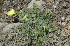 Crepis albida