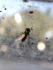 Condylostylus longicornis