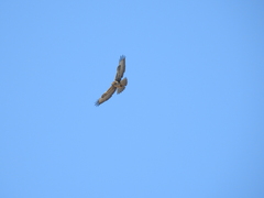 Buteo buteo insularum