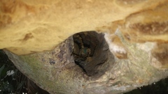 Ancistrocercus circumdatus