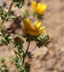 Berkheya spinosissima